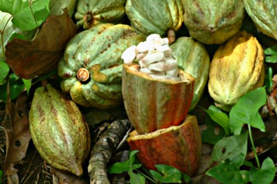 Travel Eladio Pop's cacao farm in Belize
